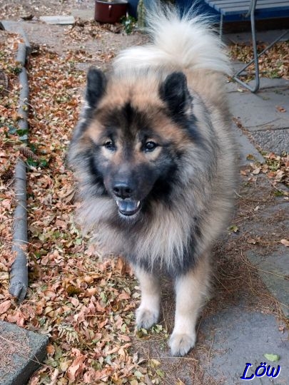 27.12.2024 - Dwix im Garten